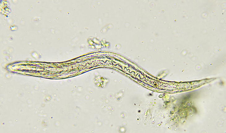 Billede af en orm i et mikroskop